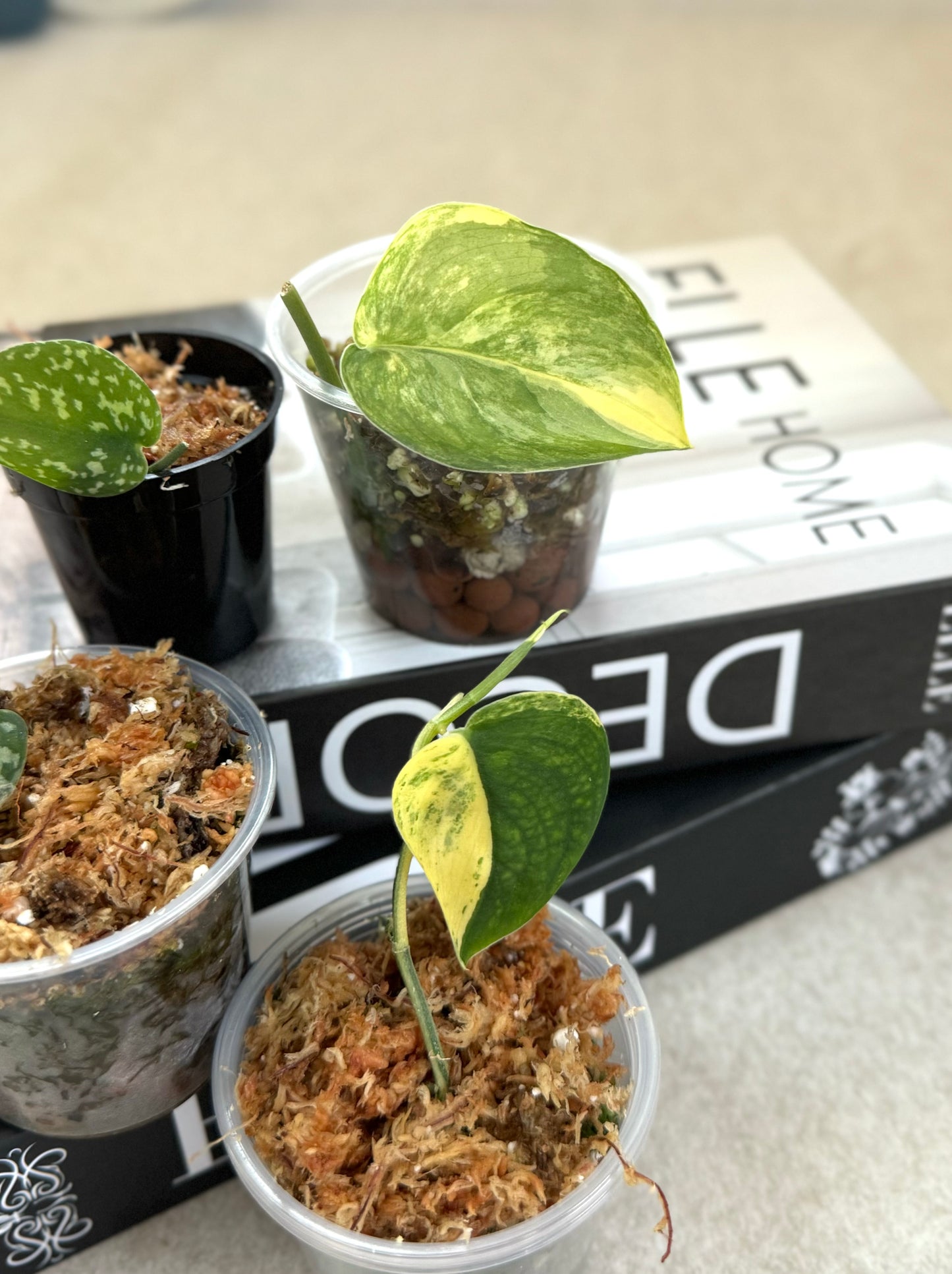 4 Cuttings of Rare Plants Bundle #401