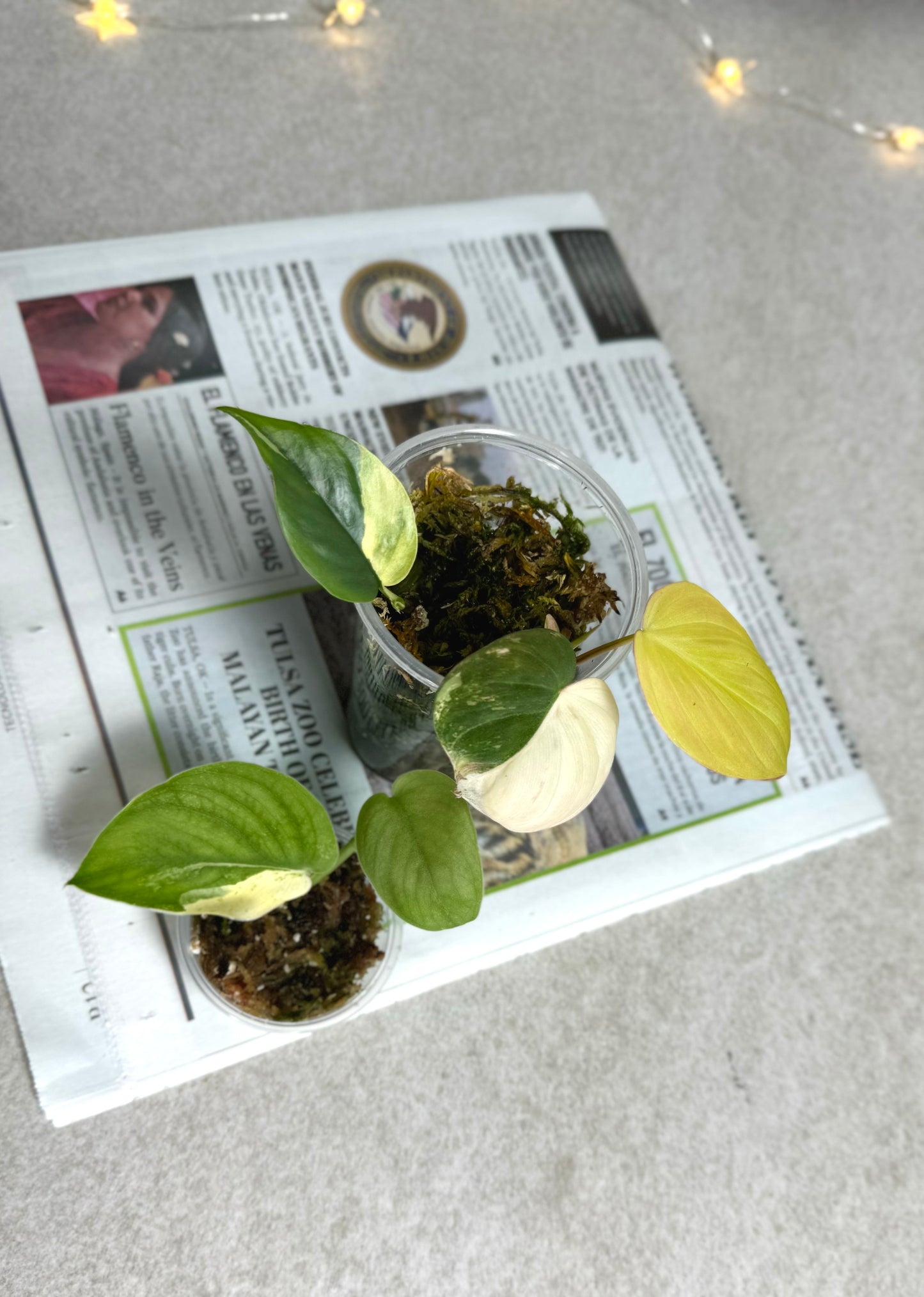 3 Plant Bundle #302