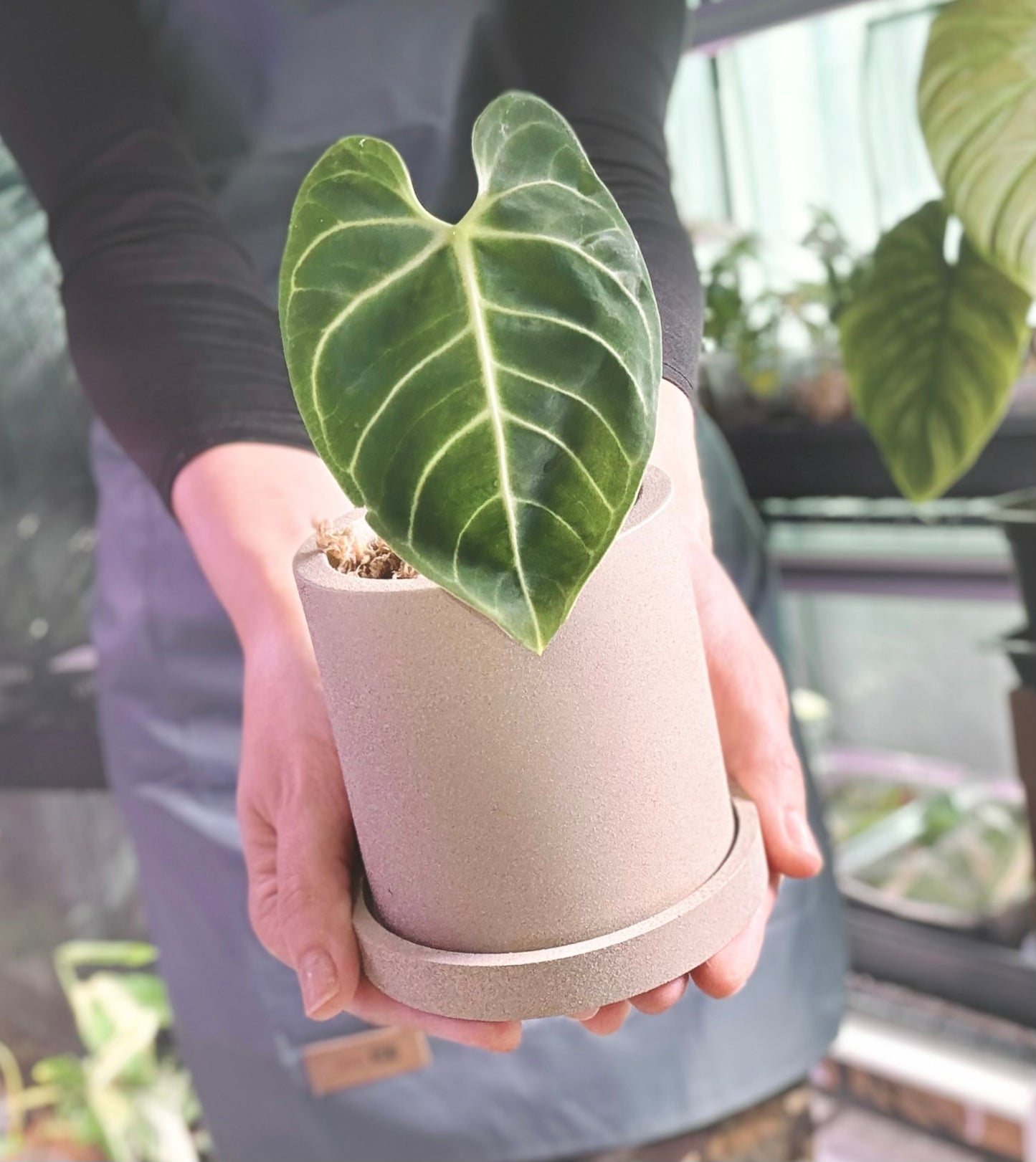 Cylindrical Planter with Tray