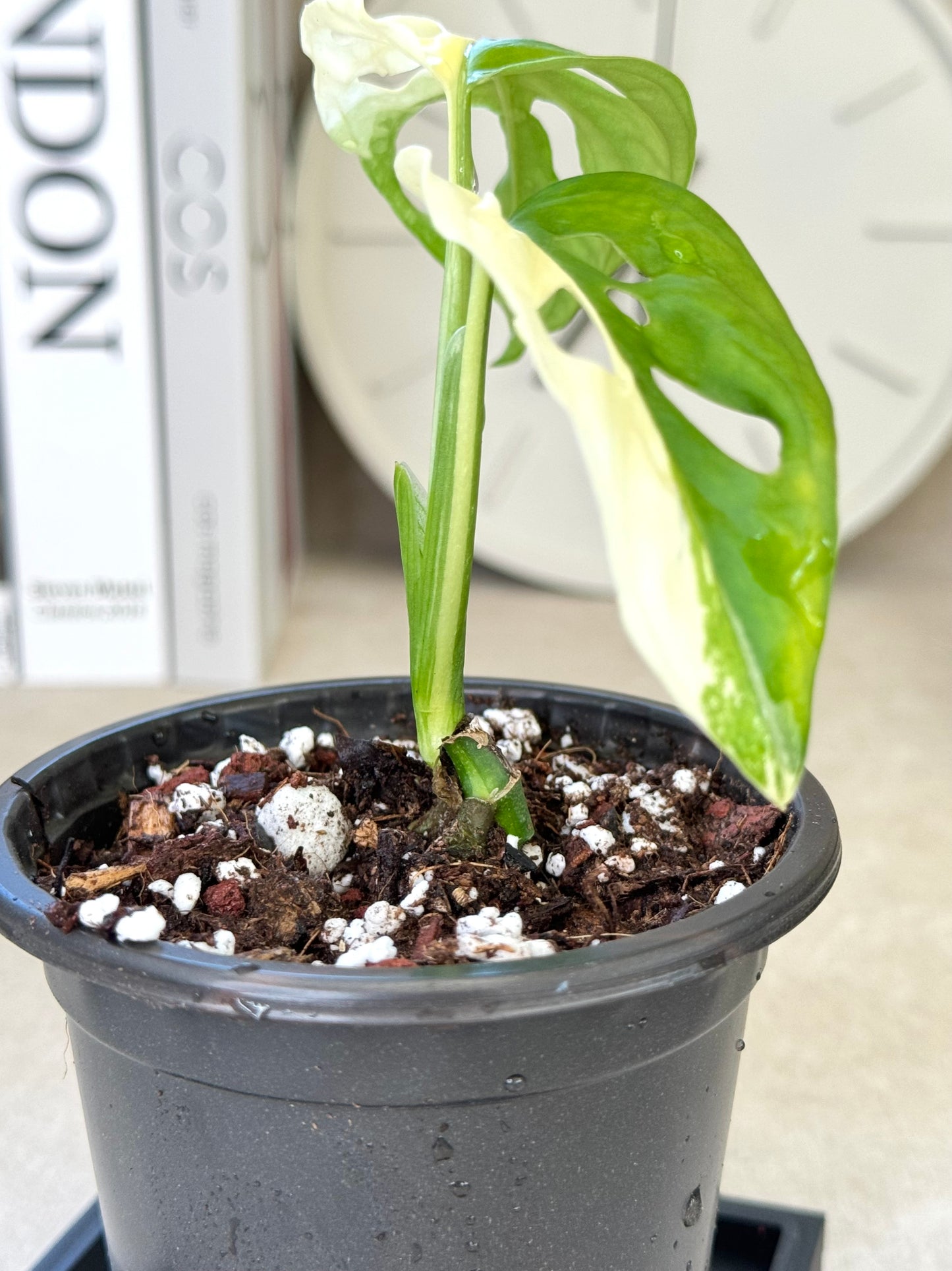Monstera Adansonii Albo