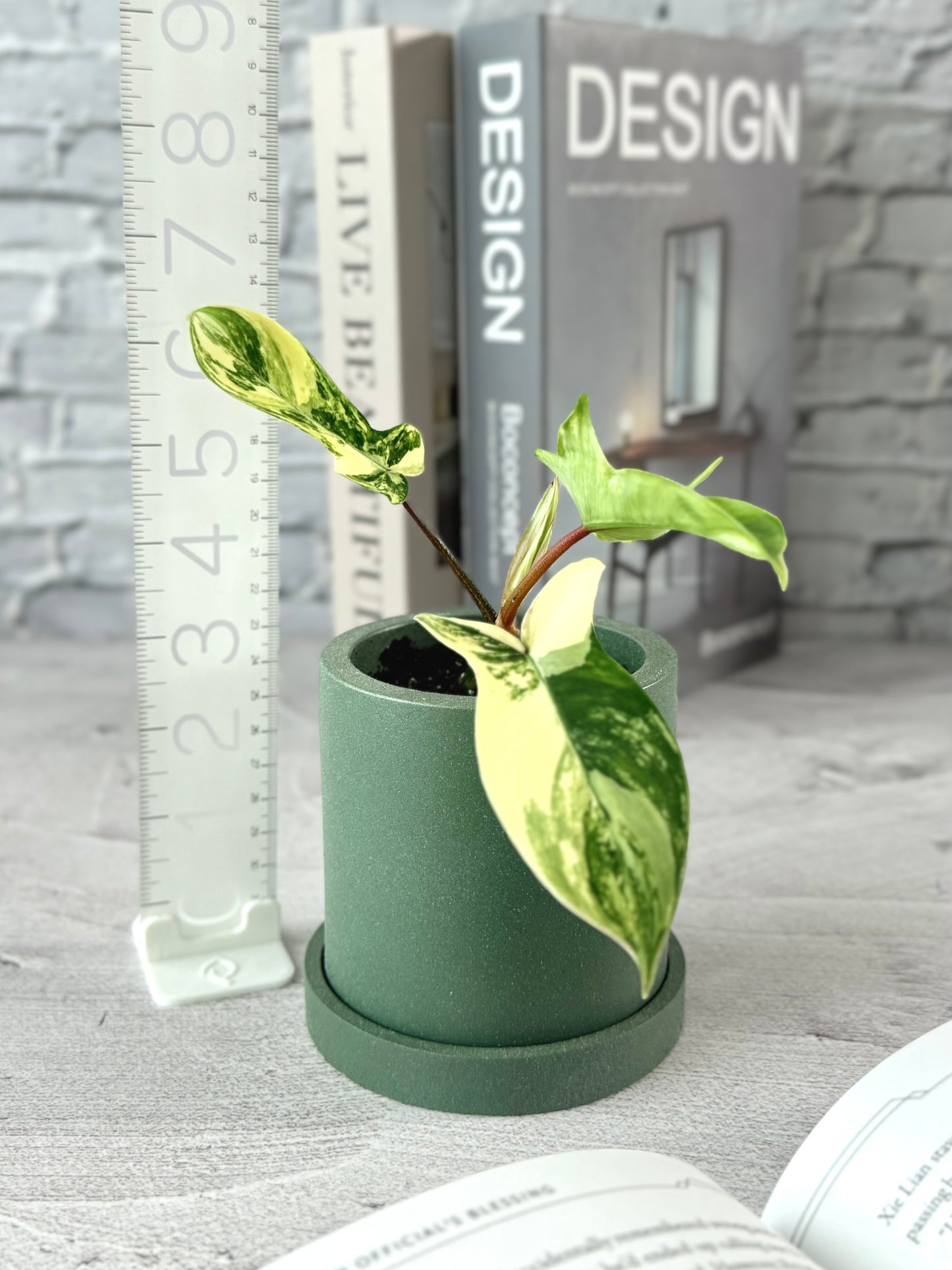 Cylindrical Planter with Tray