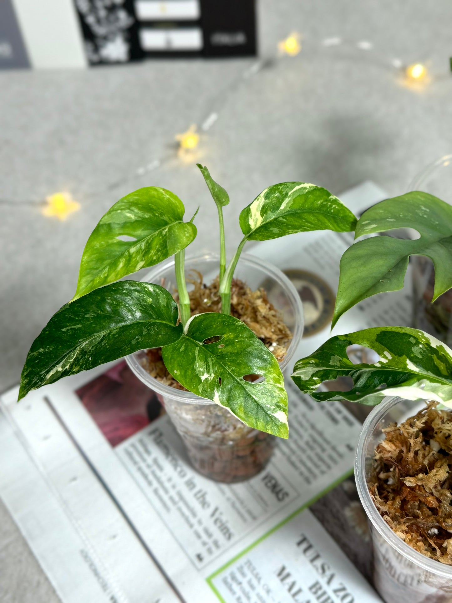 3 Plant Bundle #303