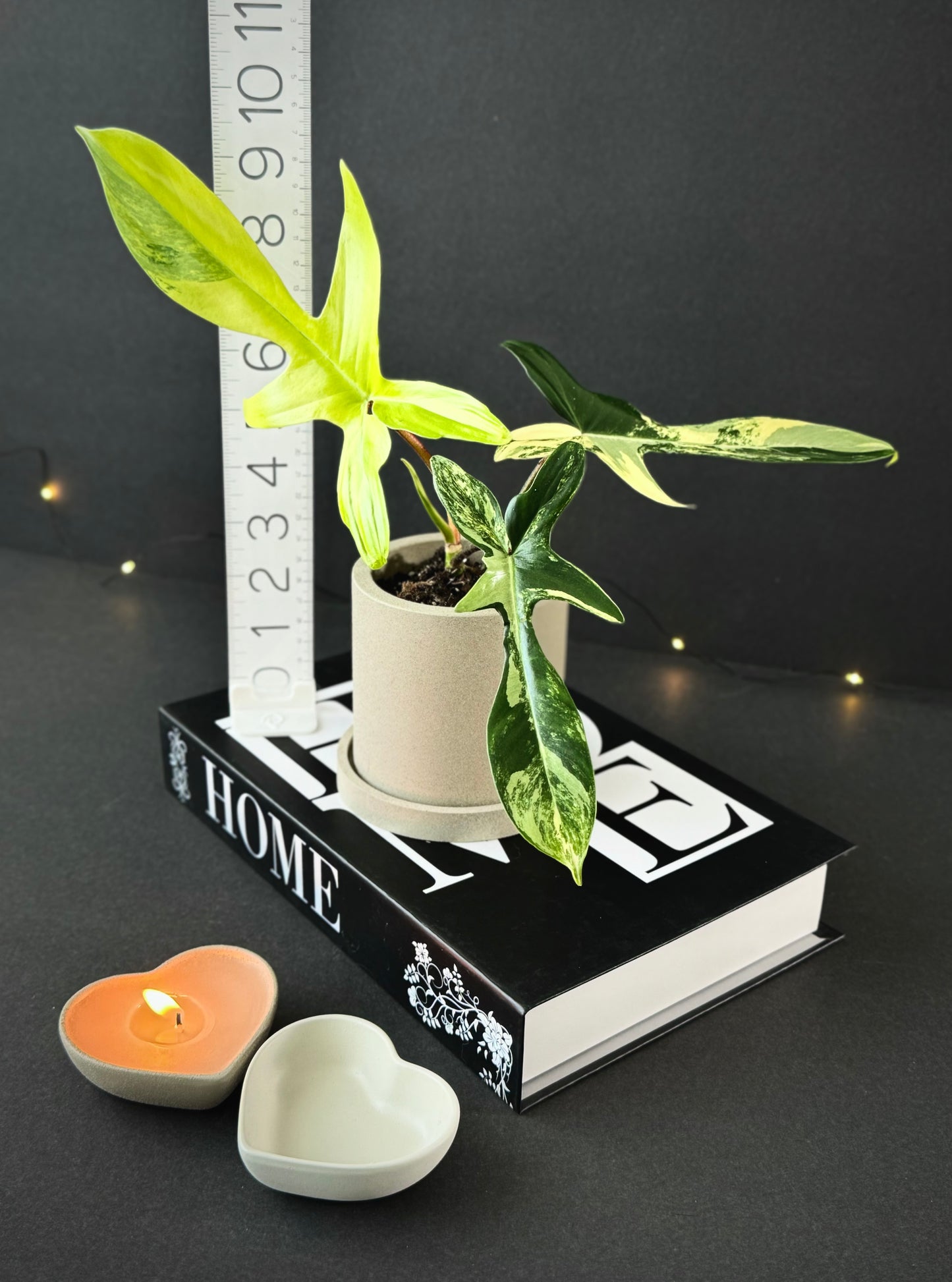 Cylindrical Planter with Tray