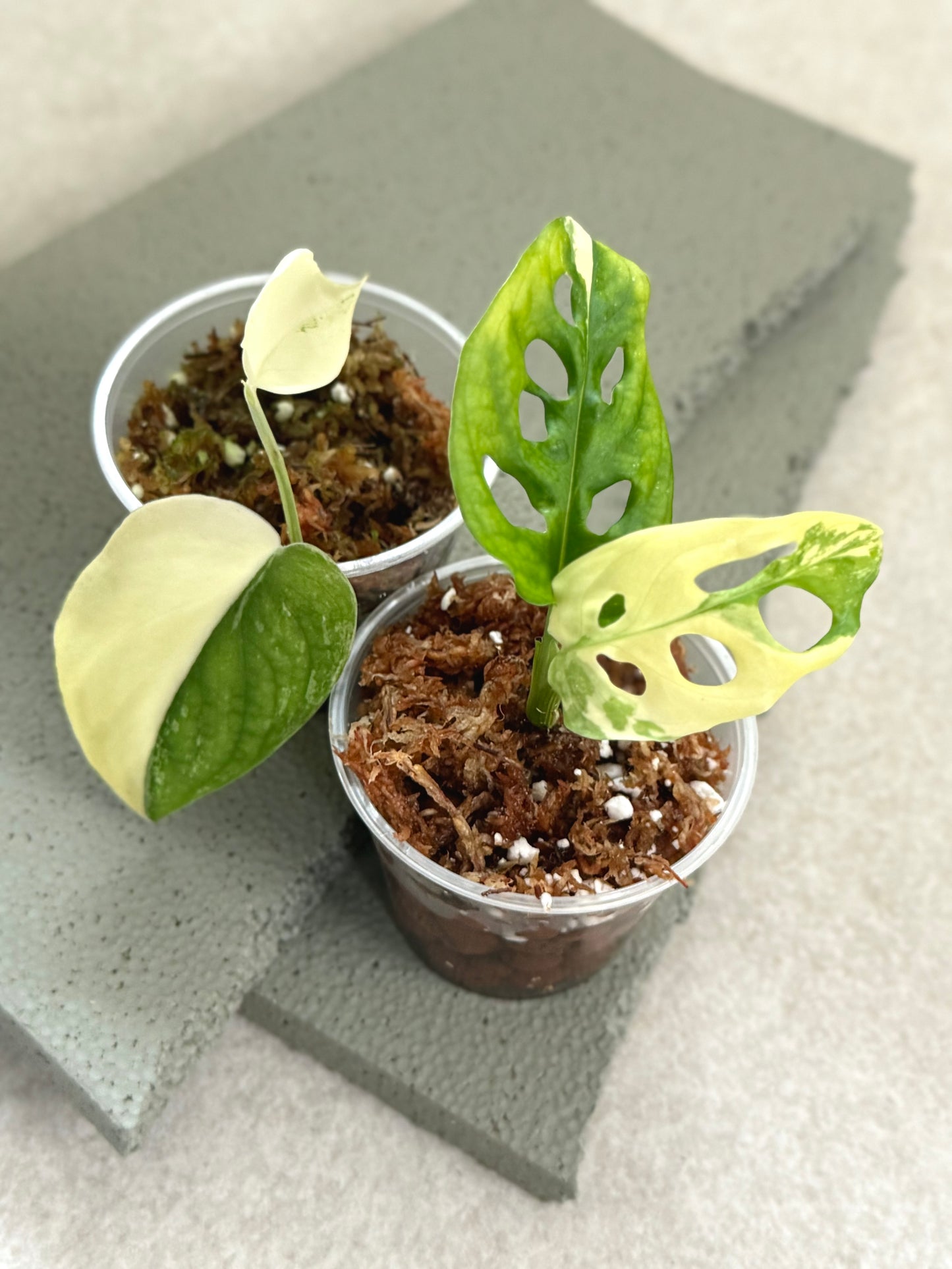 2 Plant Bundle #205
