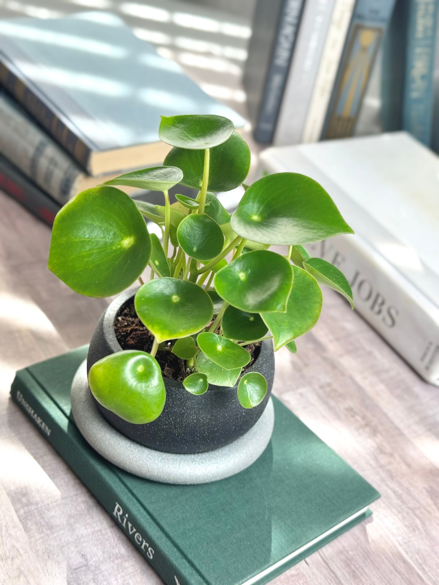 Small Bubble Planter