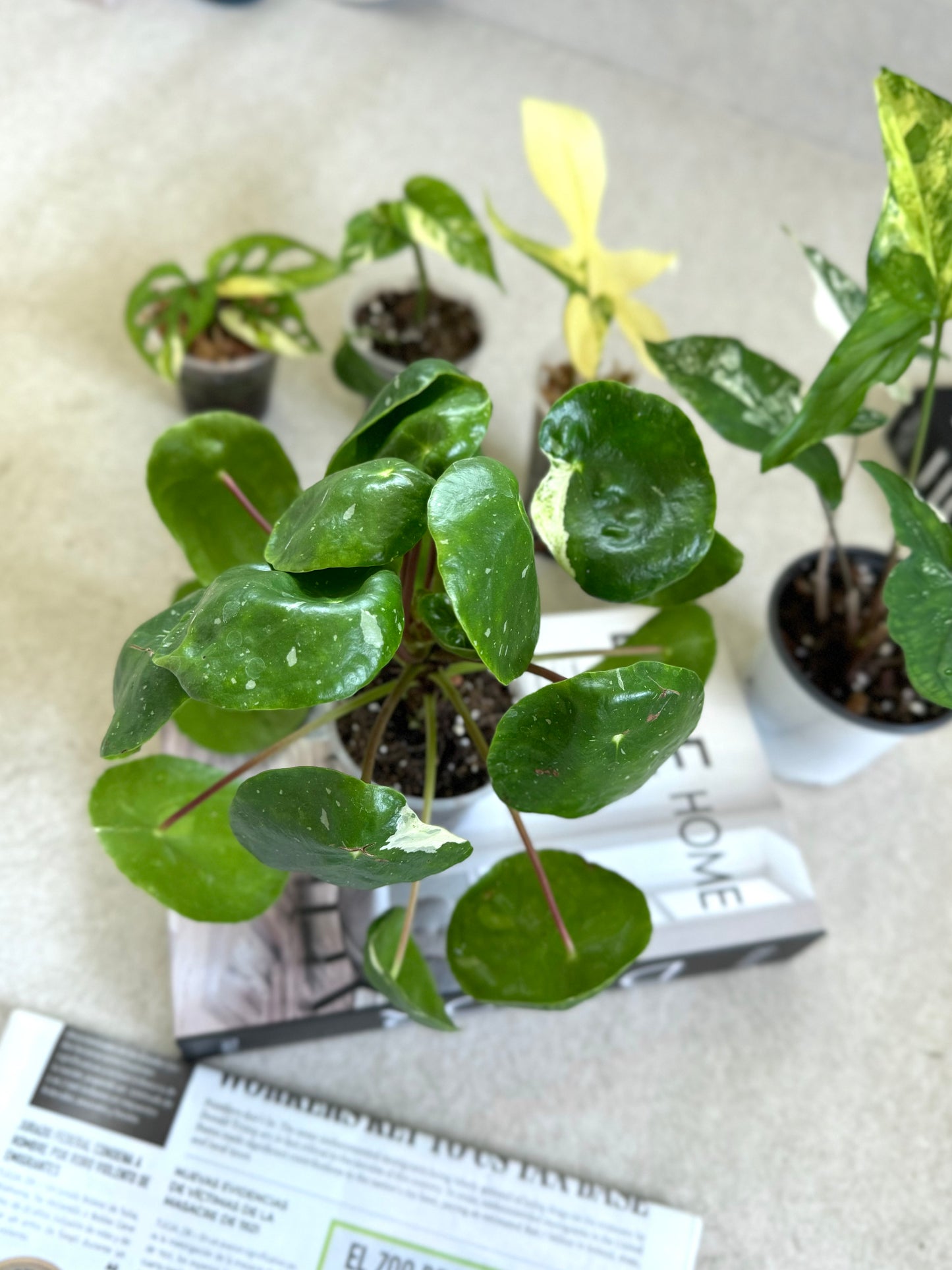 5 Plants Bundle #502