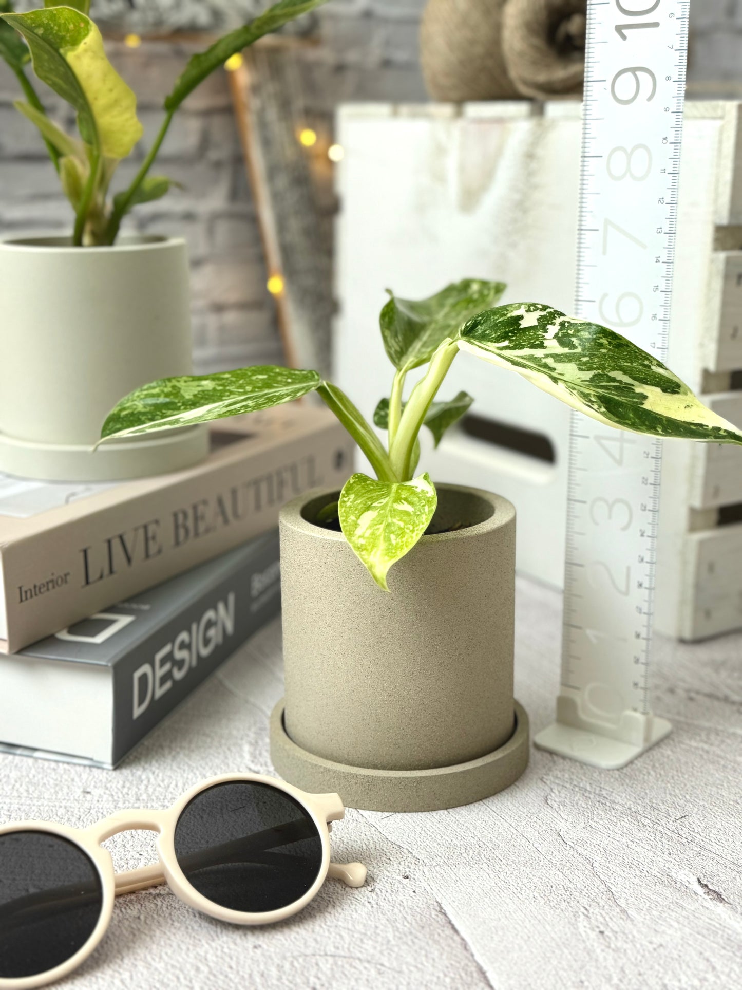 Cylindrical Planter with Tray