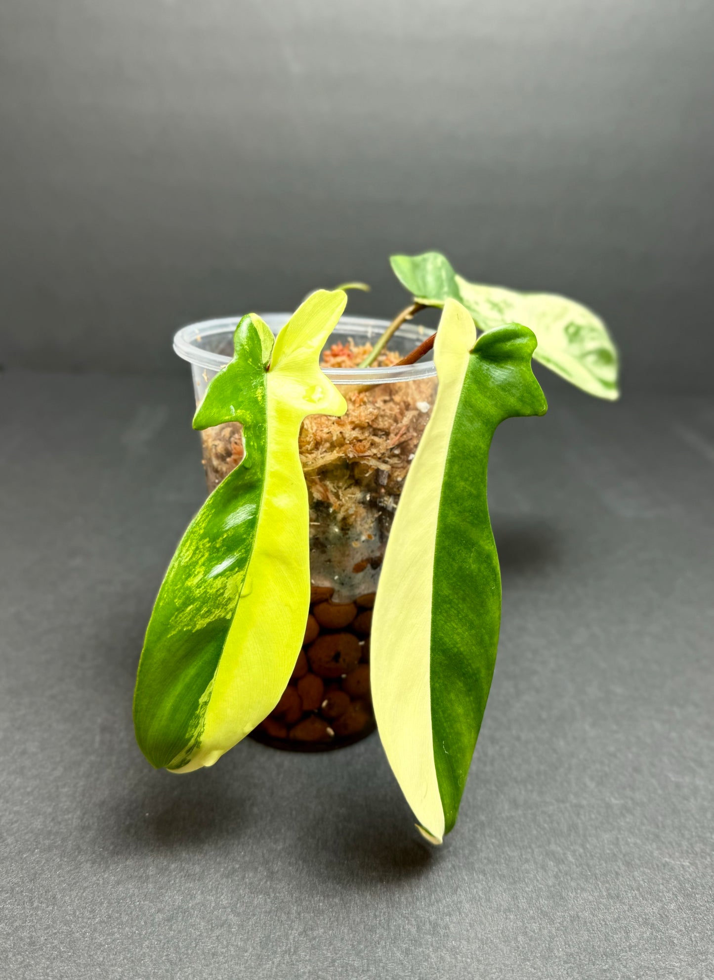 Philodendron Florida Beauty