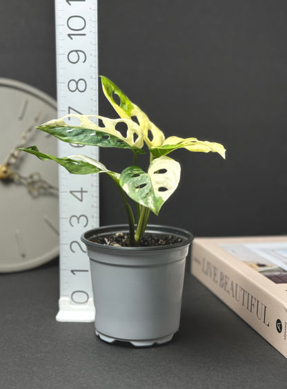 Monstera Adansonii Albo Tricolor