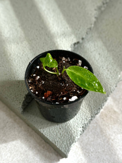 Anthurium Warocqueanum "Queen"
Starter Plant