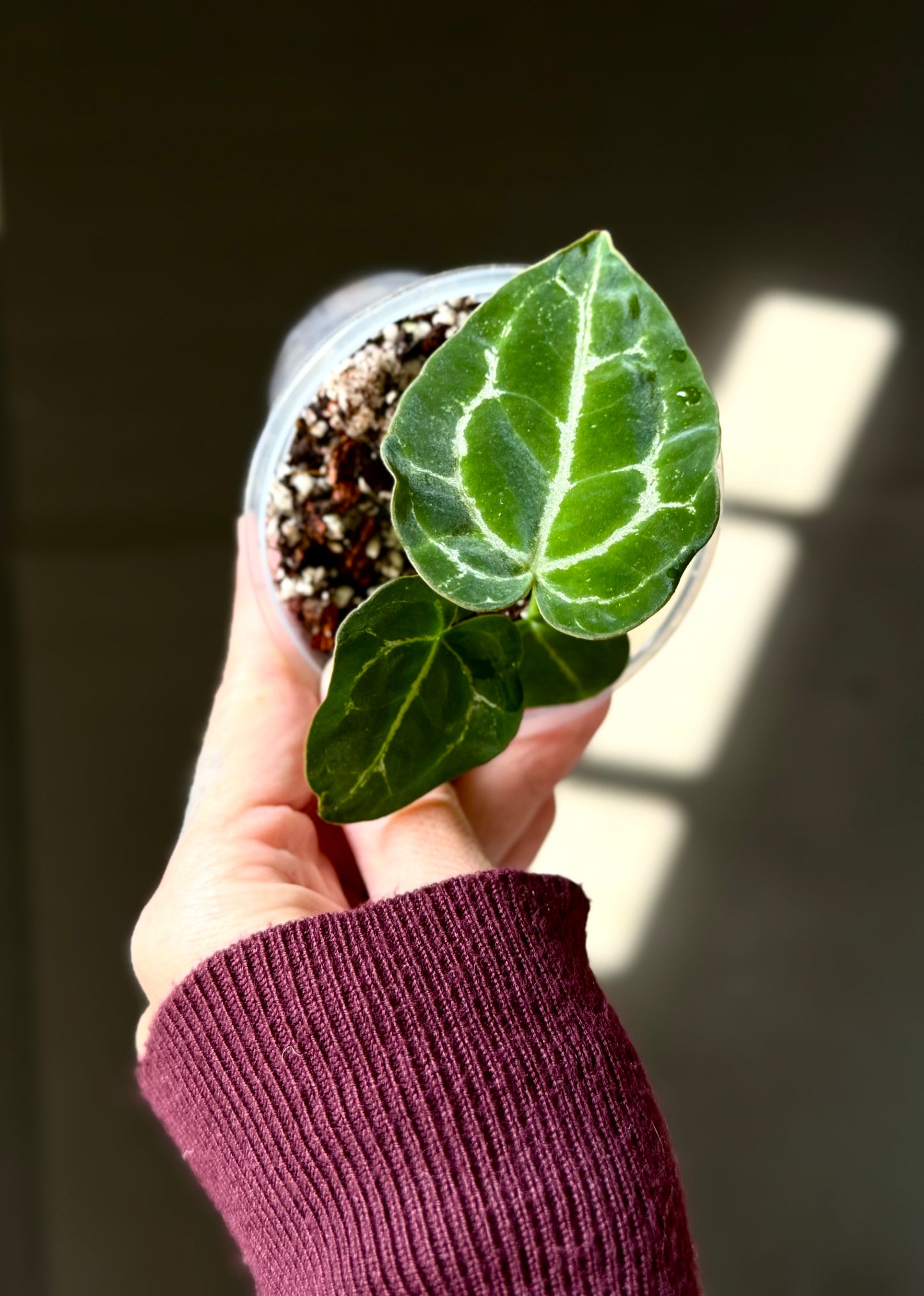 Anthurium Cristallinum