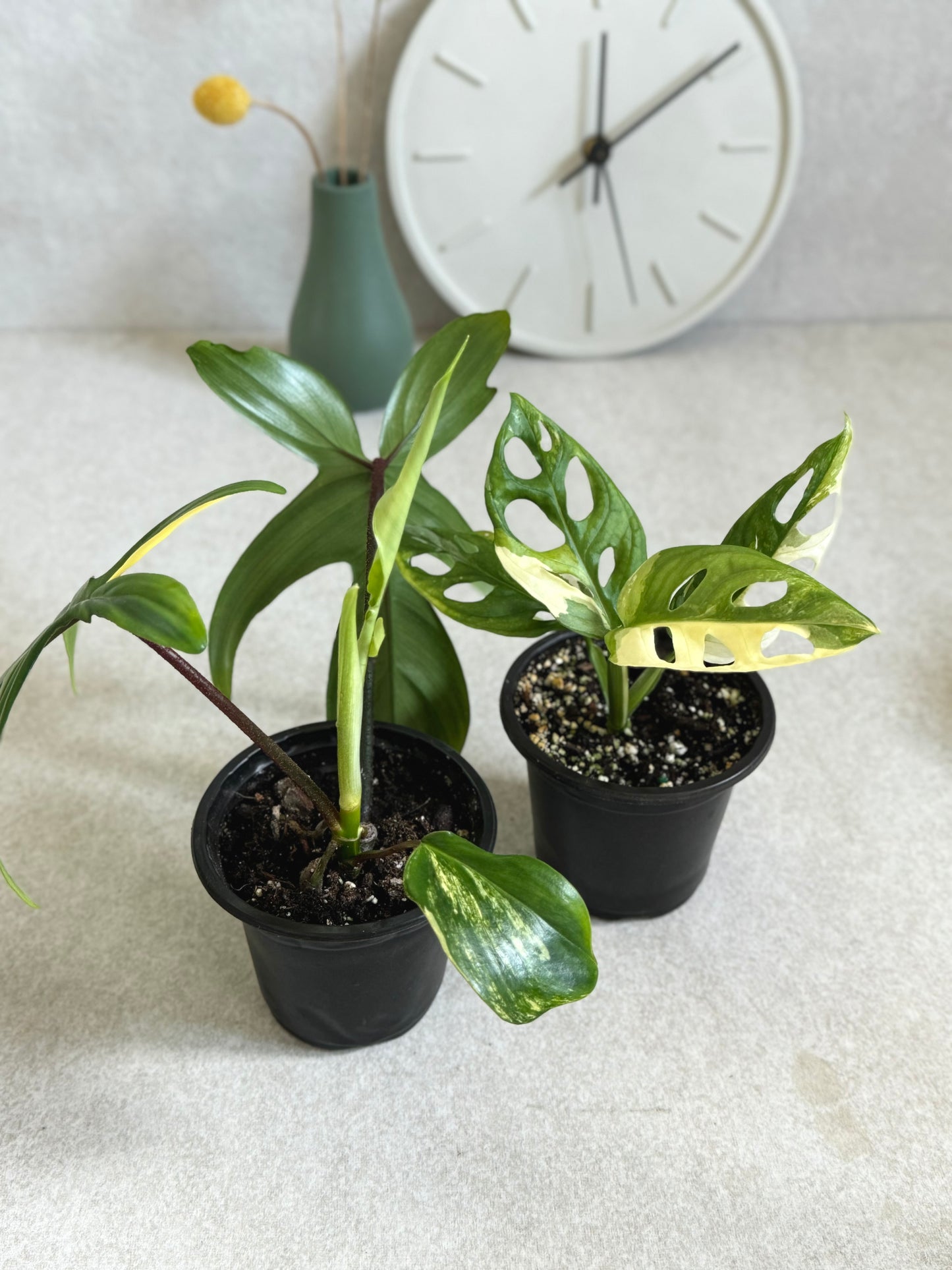 Florida Beauty and Monstera Adansonii Albo