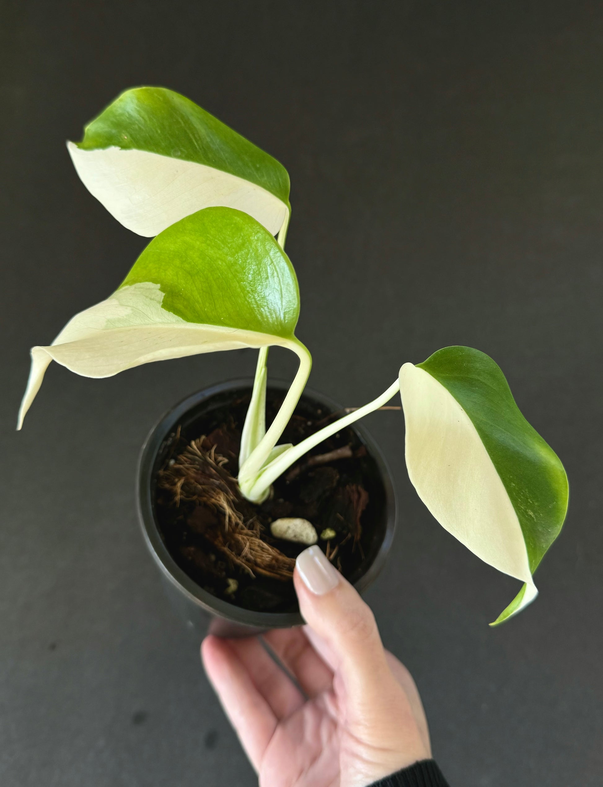 monstera halfmoon Monstera Albo Half Moon – Plantastic