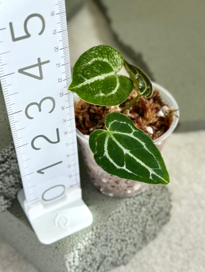 Anthurium Cristallinum