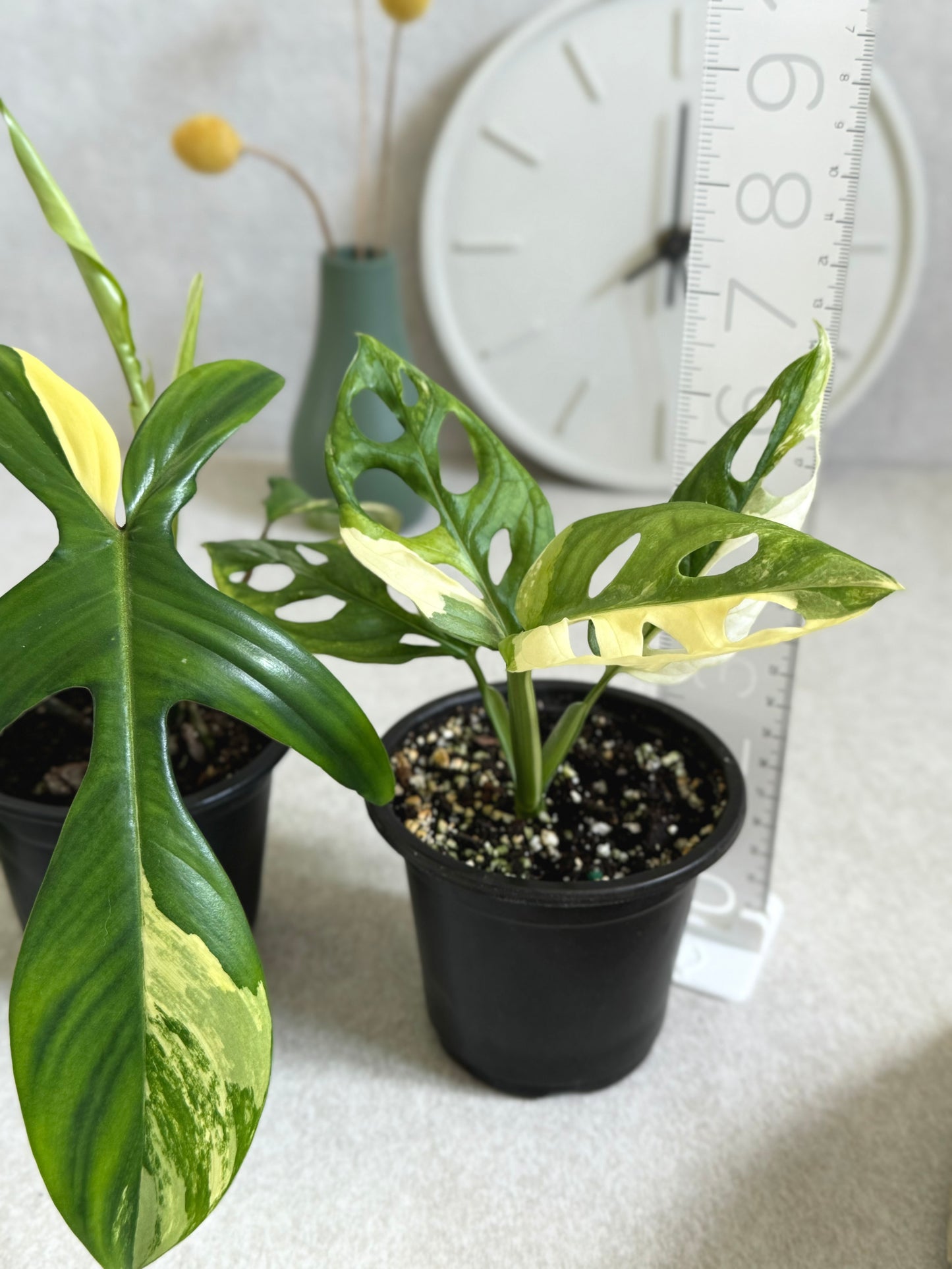 Florida Beauty and Monstera Adansonii Albo