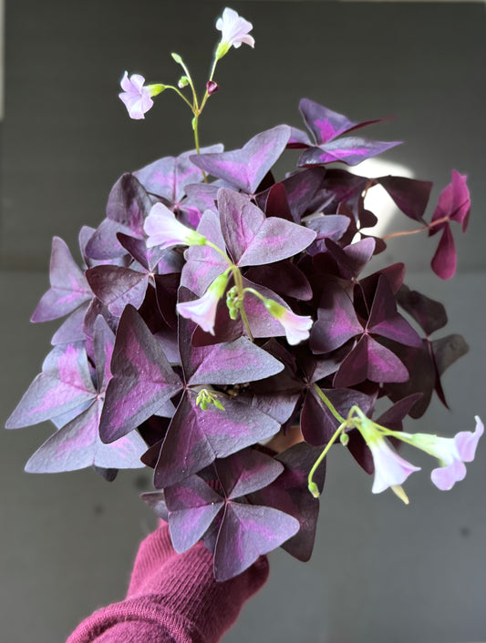 Oxalis Purple Shamrock