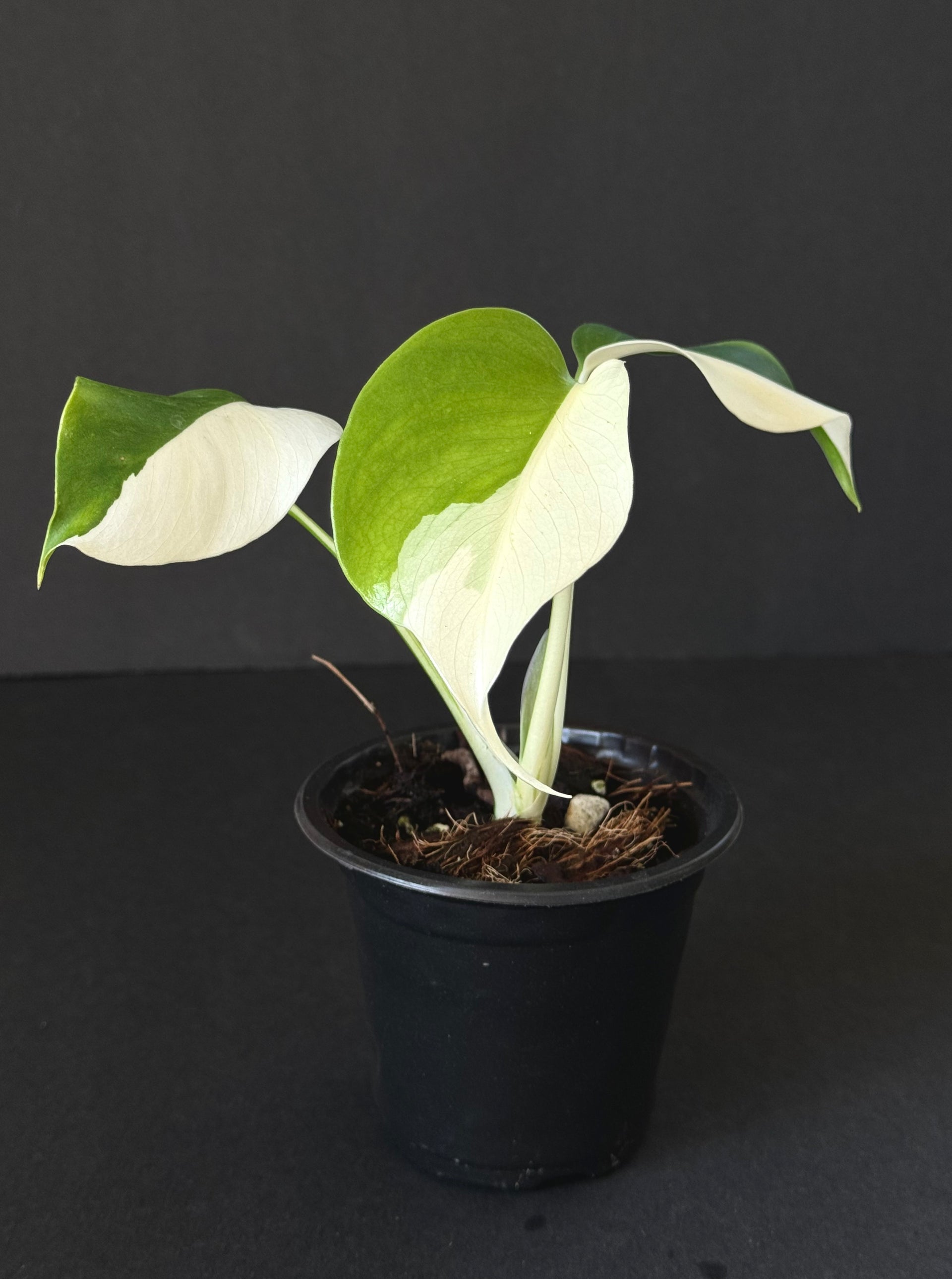 monstera half moon for sale Monstera Albo Half Moon – Plantastic