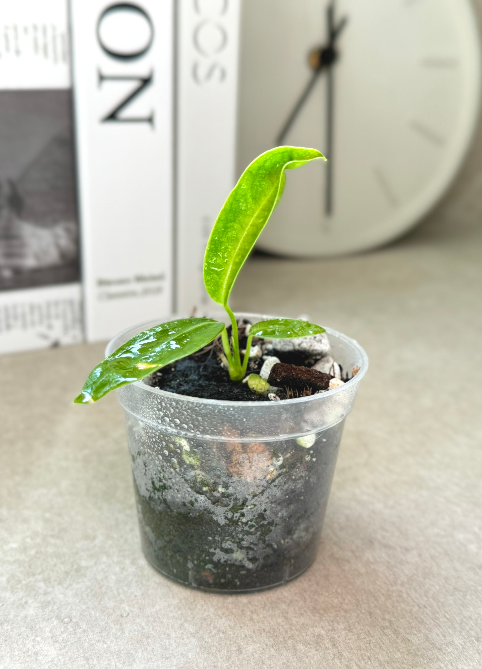 anthurium warocqueanum narrow dark Anthurium Warocqueanum Dark and Narrow Form Starter Plant – Plantastic