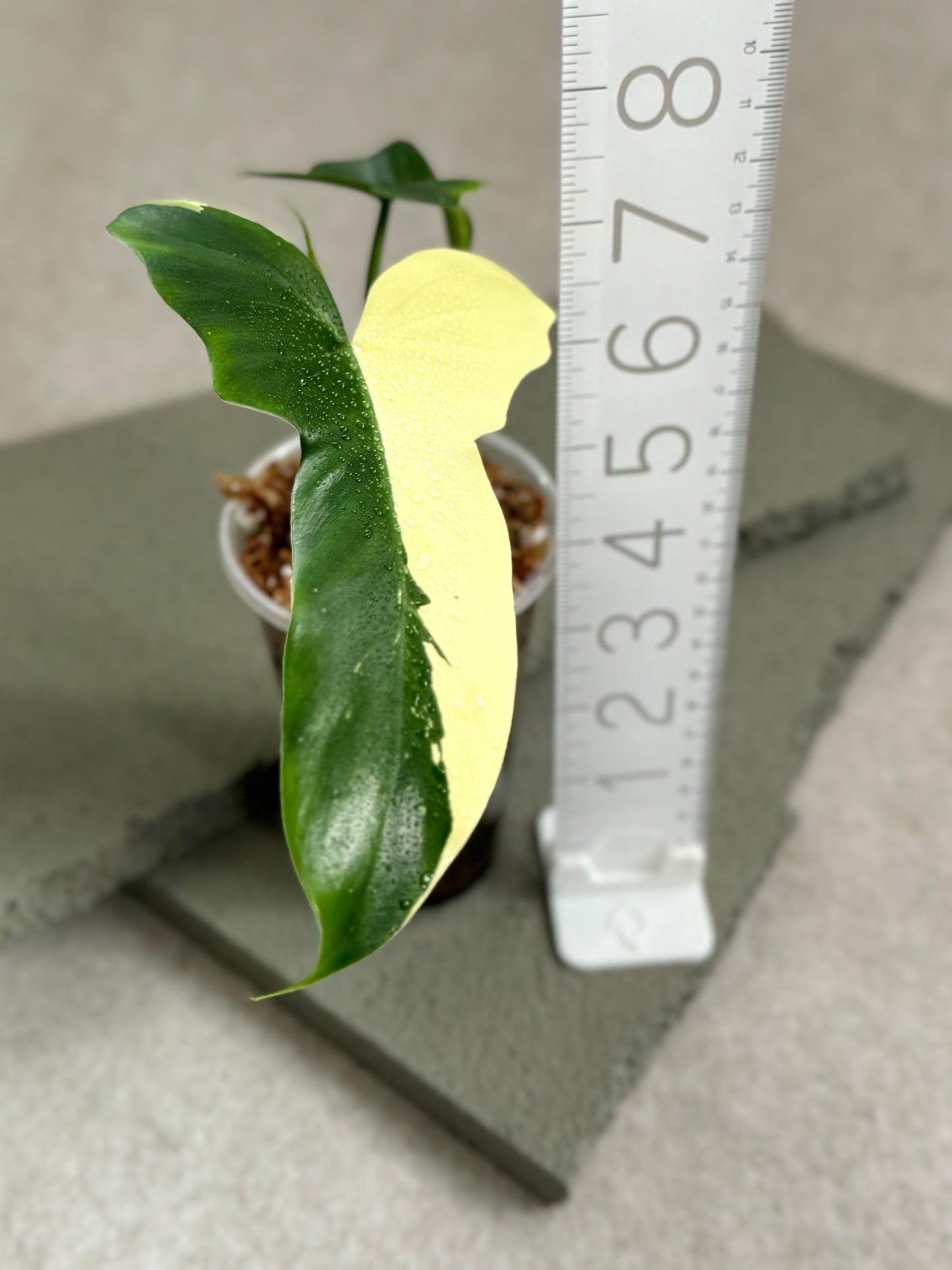 Variegated Philodendron Golden Dragon