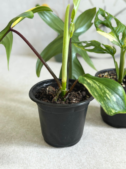 Florida Beauty and Monstera Adansonii Albo