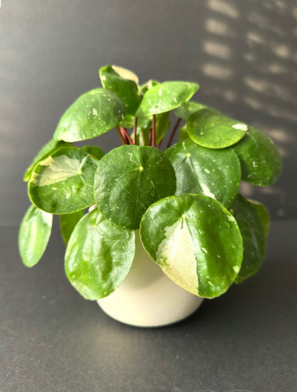 Variegated Pilea 'White Splash' starters