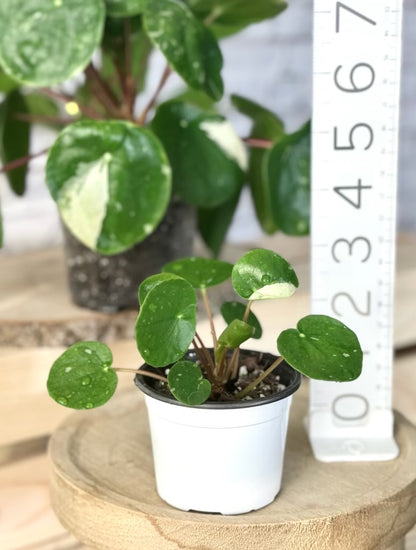 Variegated Pilea 'White Splash' starters