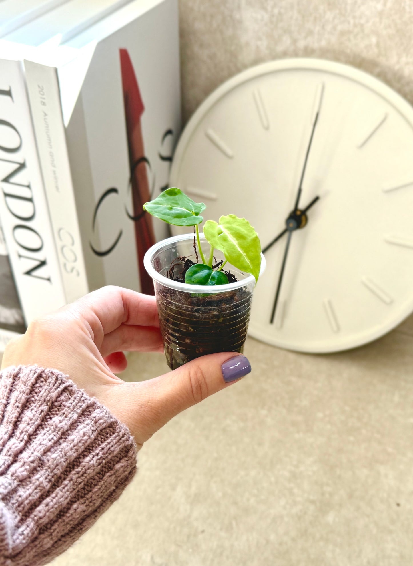 Anthurium Dorayaki x Forgetii Starter Plant