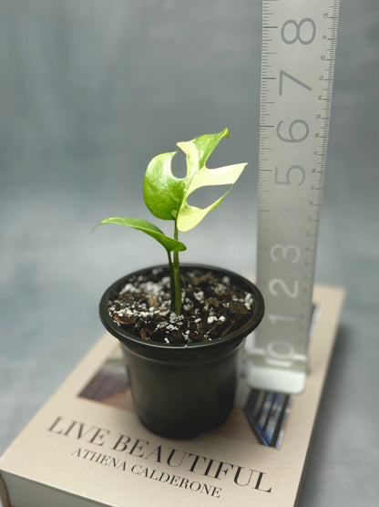 White Variegated Tetrasperma Albo