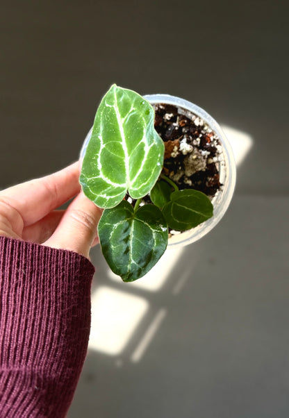 Anthurium Cristallinum