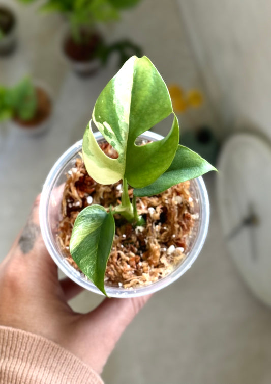 Rooted High Variegated Tetrasperma