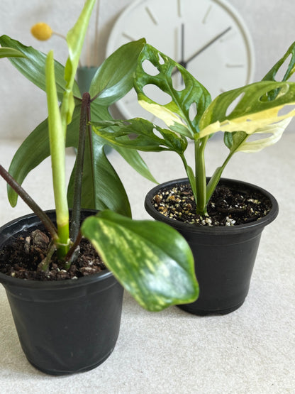 Florida Beauty and Monstera Adansonii Albo