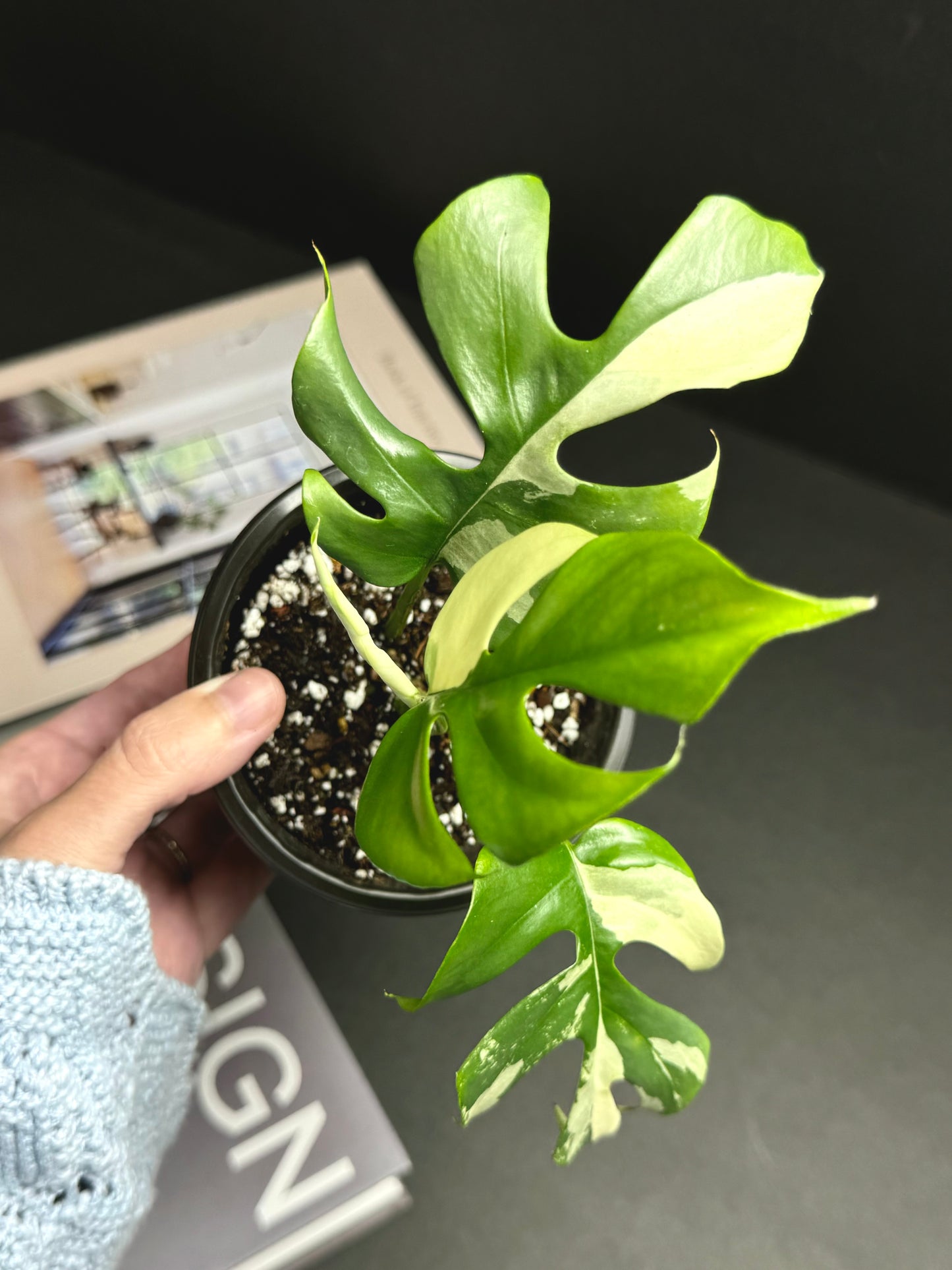 White Variegated Tetrasperma Albo