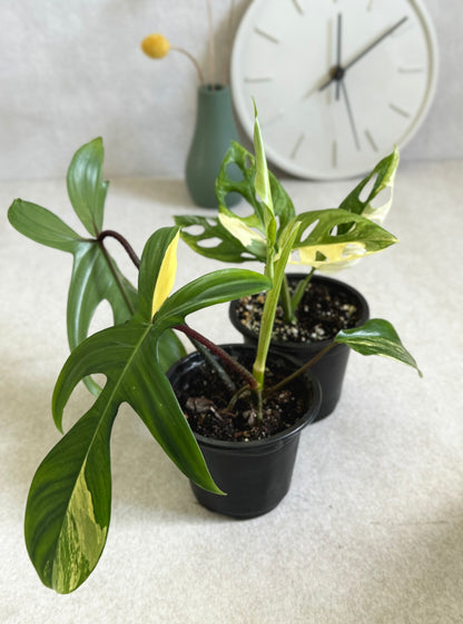 Florida Beauty and Monstera Adansonii Albo