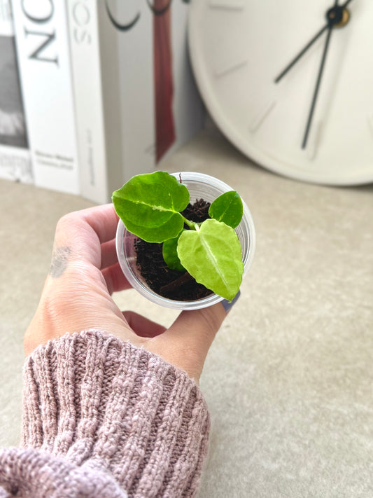 Anthurium Dorayaki x Forgetii Starter Plant