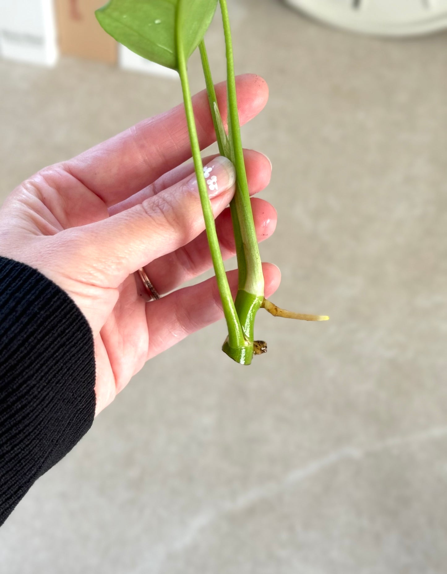 Variegated Tetrasperma (Mini Monstera)