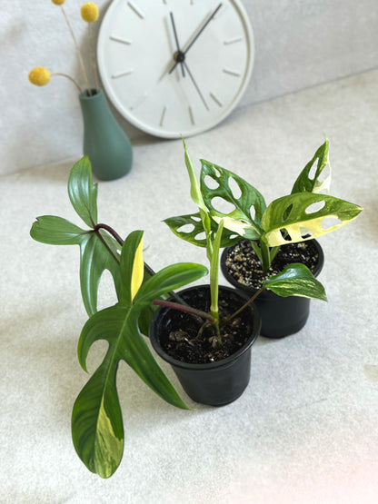 Florida Beauty and Monstera Adansonii Albo