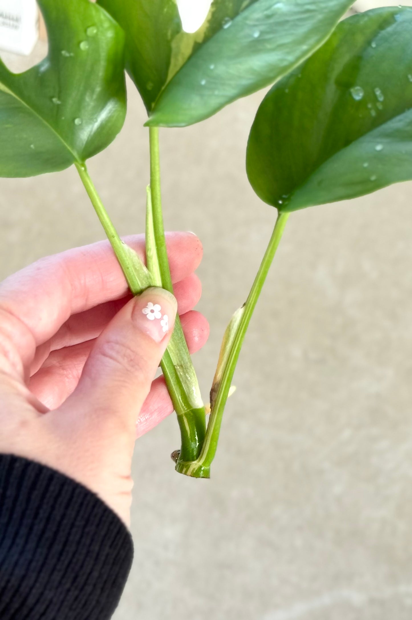 Variegated Tetrasperma (Mini Monstera)