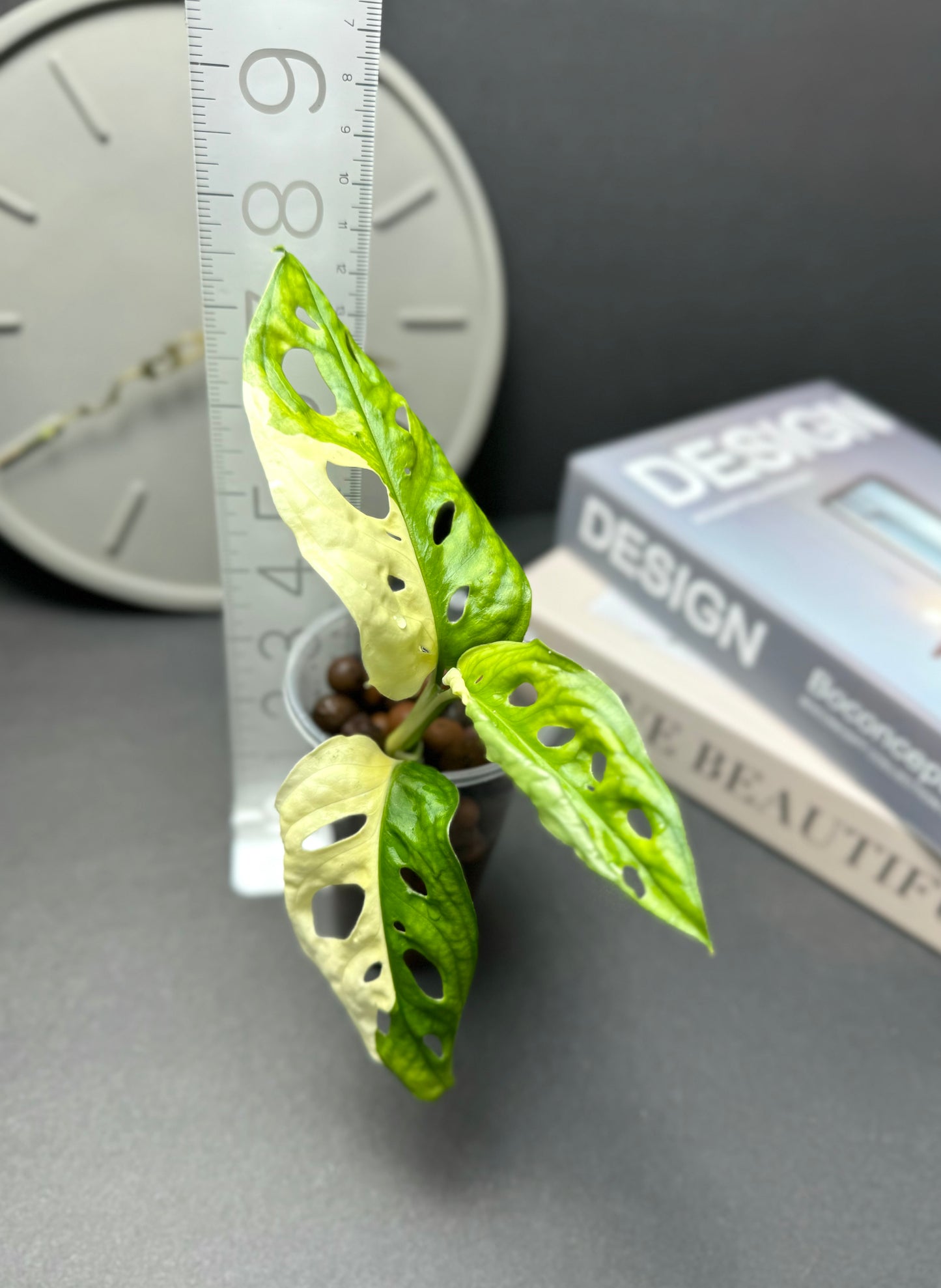 Monstera Adansonii Variegated Albo