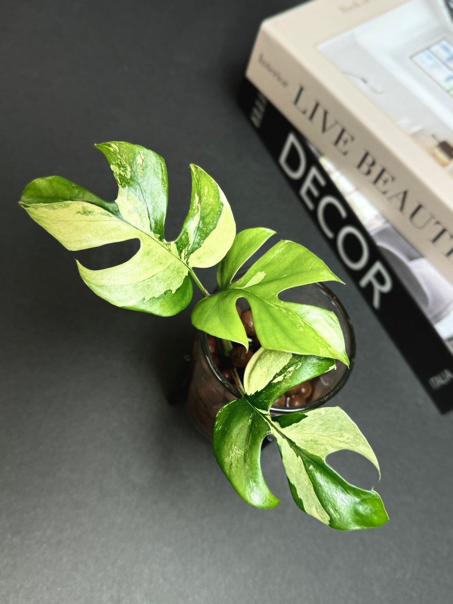 Beautiful Variegated Mini Monstera Tetrasperma