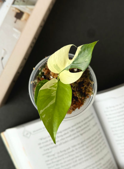 White Variegated Tetrasperma Albo