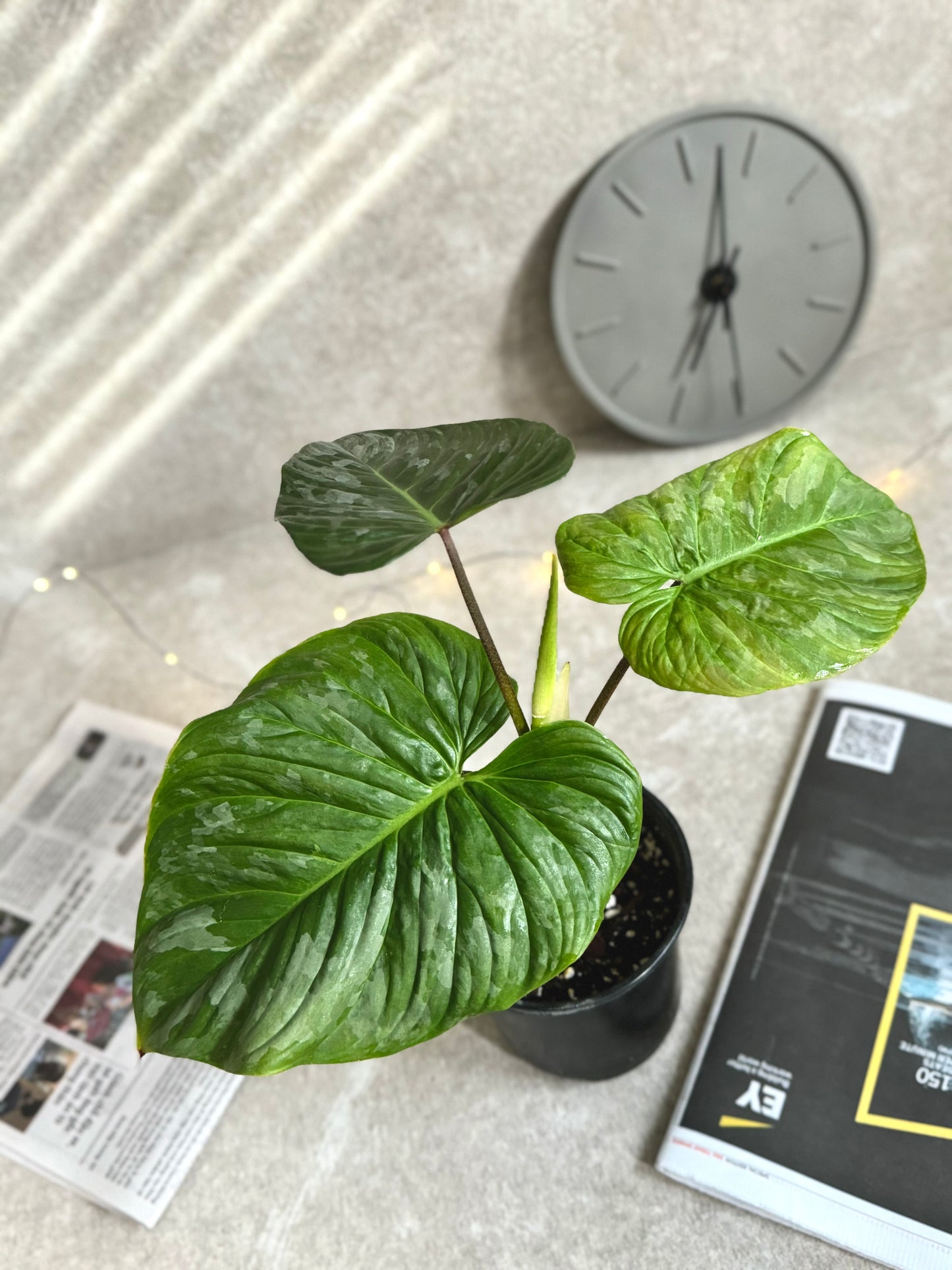 Stunning Philodendron Majestic