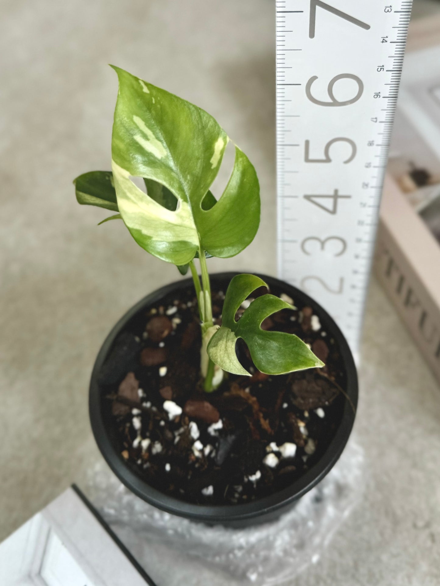 Variegated Tetrasperma Albo