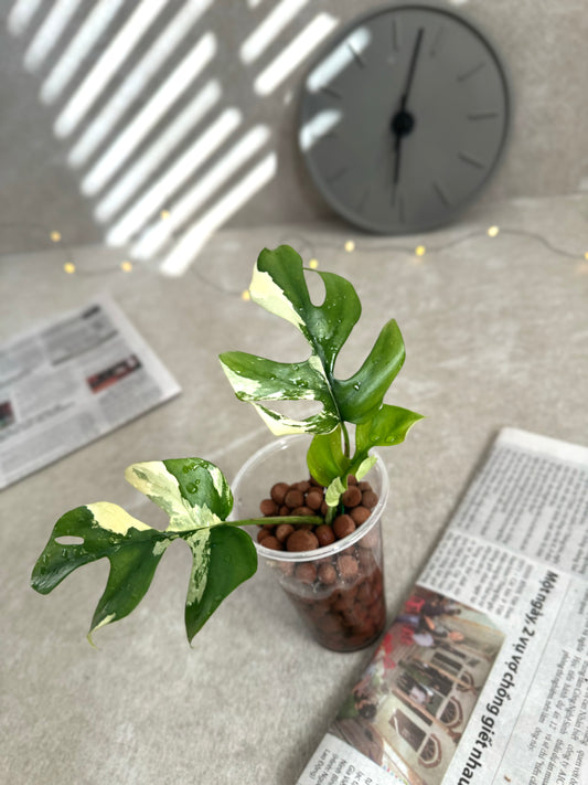 White and High Variegated Tetrasperma