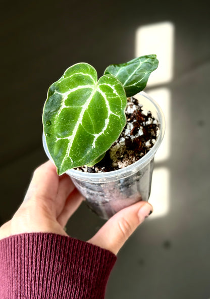 Anthurium Cristallinum