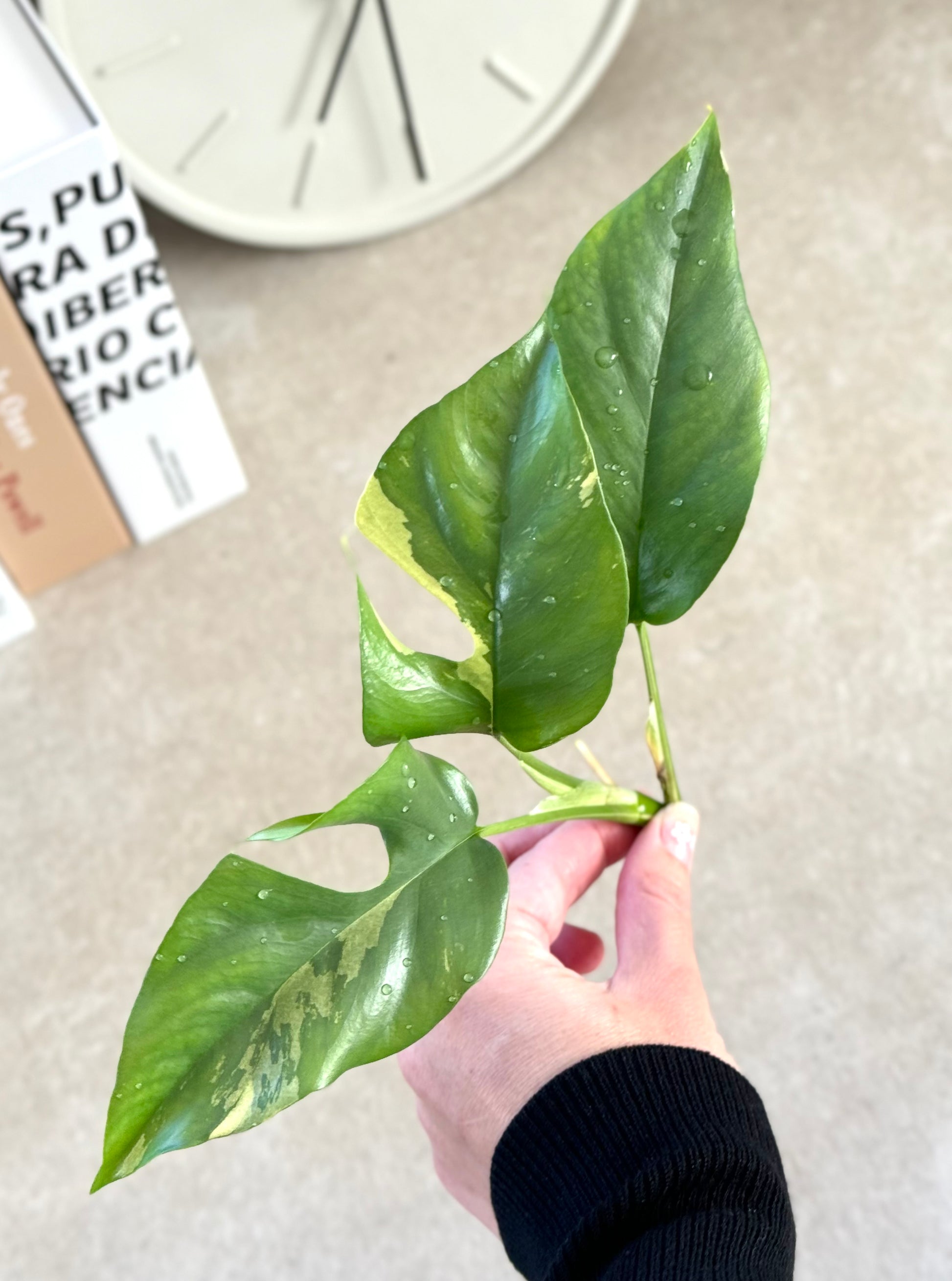 mini monstera variegated Variegated Tetrasperma (Mini Monstera) – Plantastic