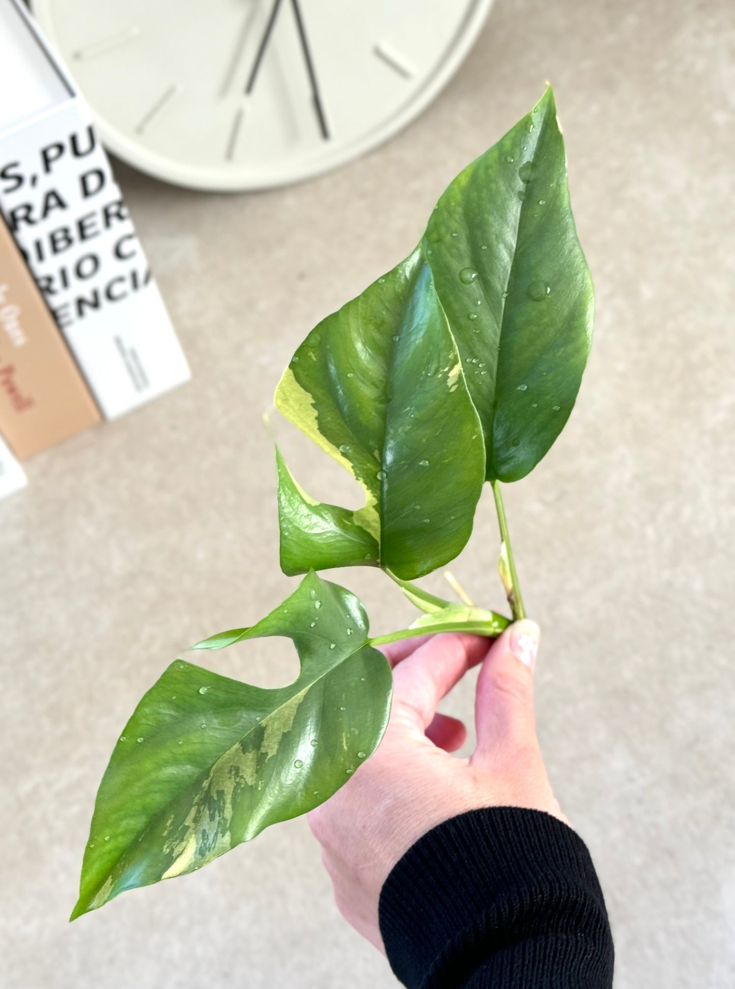 Variegated Tetrasperma (Mini Monstera)