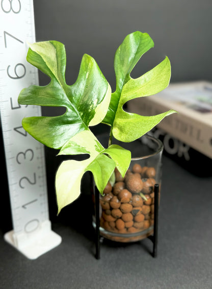 Beautiful Variegated Mini Monstera Tetrasperma