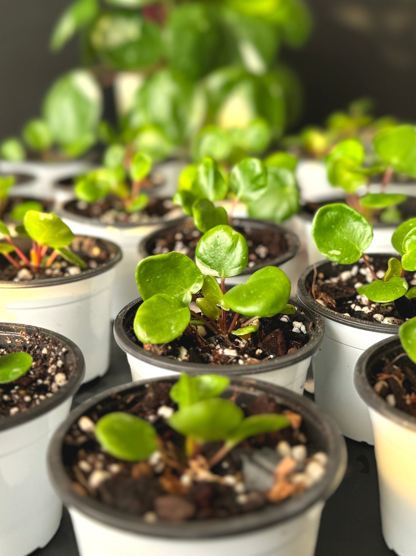 Variegated Pilea 'White Splash' starters