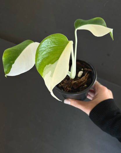 Monstera Albo Half Moon