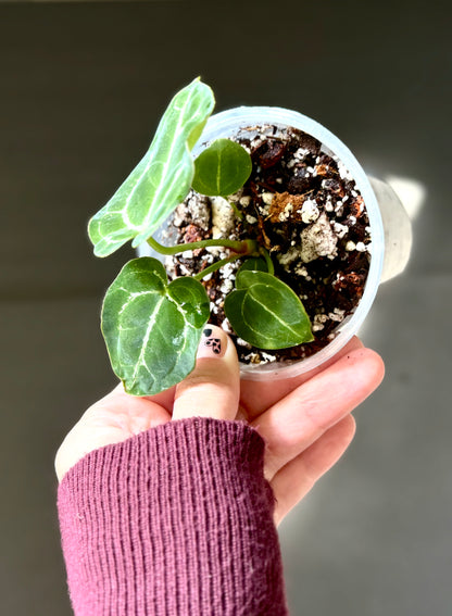 Anthurium Cristallinum